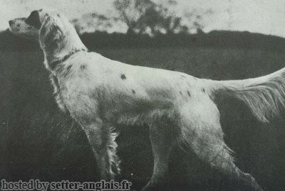 Setter Anglais LINGFIELD MYSTIC Setter Anglais LINGFIELD MYSTIC